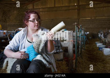 Junge Frau sitzt in einer Scheune, ein Neugeborenes Lamm mit Milch aus der Flasche füttern. Lamm in einer blauen Strickpullover gekleidet. Stockfoto