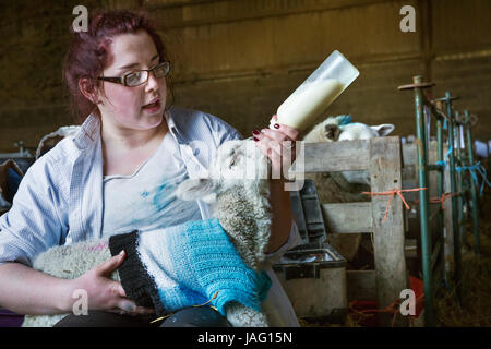 Junge Frau sitzt in einer Scheune, ein Neugeborenes Lamm mit Milch aus der Flasche füttern. Lamm in einer blauen Strickpullover gekleidet. Stockfoto