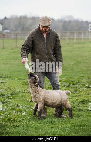 Ein Mann mit der Flasche füttern ein junges Lamm in einem Feld. Stockfoto