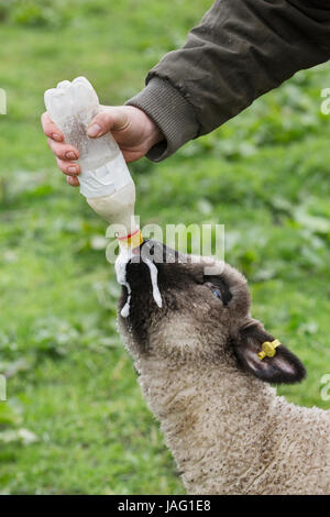 Ein Mann mit der Flasche füttern ein junges Lamm in einem Feld. Stockfoto