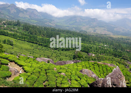 Wunderschön grünen Teeplantagen in Indien im Bundesstaat Kerala Stockfoto