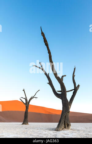Tote Bäume bei Sonnenuntergang in Deadvlei, Teil des Namib-Naukluft-Park in Namibia Stockfoto