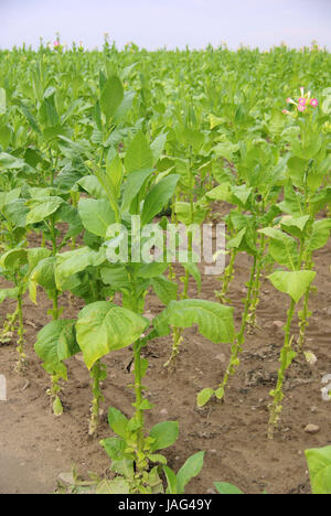 Virginischer Tabak - kultiviert Tabak 24 Stockfoto