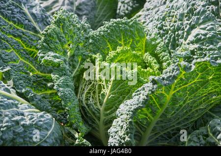 Wirsingkohl - Wirsing 05 Stockfoto