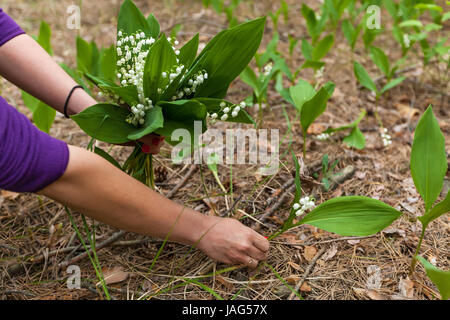 eine Mädchen nimmt Blumen Maiglöckchen im Feld Strauß aus den Farben der Maiglöckchen Stockfoto