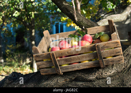 Äpfel in eine alte Holzkiste auf Baum. Authentisches Bild Stockfoto