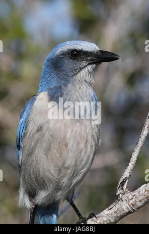 Vom Aussterben bedrohten Florida Scrub-Jay (Aphelocoma Coerulescens) thront auf einem Ast Stockfoto