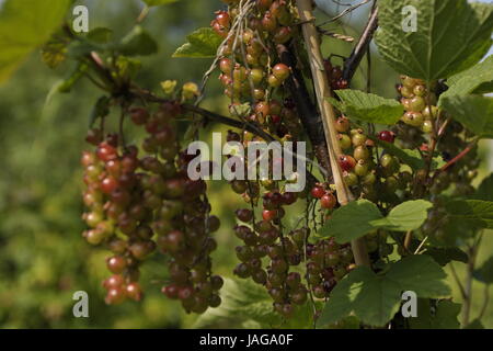 Reben im Weinberg Stockfoto