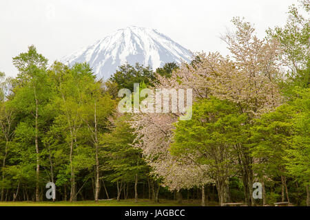 Mt. Fuji und Kirschblüte, Japan. Stockfoto