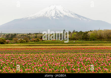 Mt. Fuji und Blume zeigen Fuji Shiba-Sakura Festival, Japan. Stockfoto