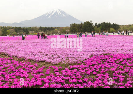 Mt. Fuji und Blume zeigen Fuji Shiba-Sakura Festival, Japan. Stockfoto