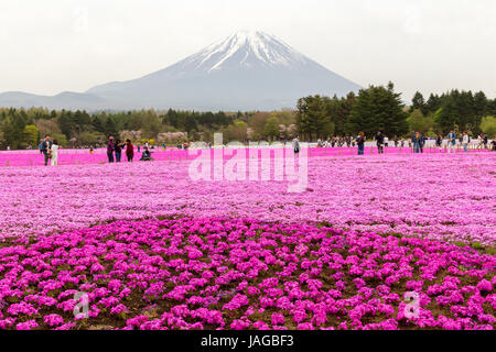 Mt. Fuji und Blume zeigen Fuji Shiba-Sakura Festival, Japan. Stockfoto