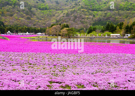 Blumenschau Fuji Shiba-Sakura Festival, Japan. Stockfoto