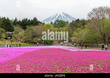 Mt. Fuji und Blume zeigen Fuji Shiba-Sakura Festival, Japan. Stockfoto