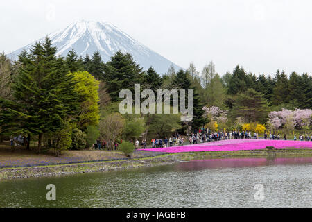 Blumenschau Fuji Shiba-Sakura Festival, Japan. Stockfoto