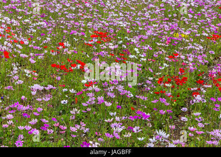 Blumenschau Fuji Shiba-Sakura Festival, Japan. Stockfoto