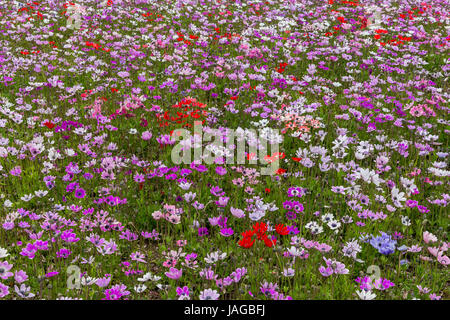 Blumenschau Fuji Shiba-Sakura Festival, Japan. Stockfoto