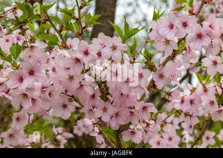 Blumenschau Fuji Shiba-Sakura Festival, Japan. Stockfoto