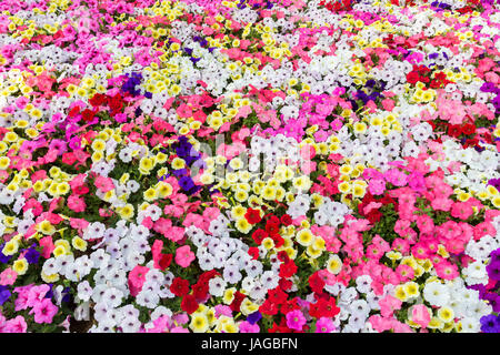 Blumenschau Fuji Shiba-Sakura Festival, Japan. Stockfoto