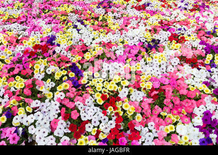 Blumenschau Fuji Shiba-Sakura Festival, Japan. Stockfoto