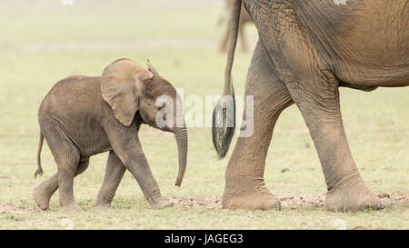 Afrikanische Elefantenbaby nach seiner Mutter in Kenias Amboseli-Nationalpark Stockfoto
