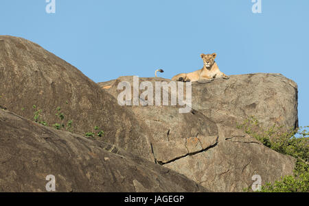 Einen Erwachsenen Löwin Pausen Ontop von einem großen Felsvorsprung wissen als ein "Kopje" in Tansania die Serengeti Nationalpark Stockfoto