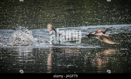 Blässhuhn Stockente über Teich mit vielen Plantschen zu jagen. Stockfoto