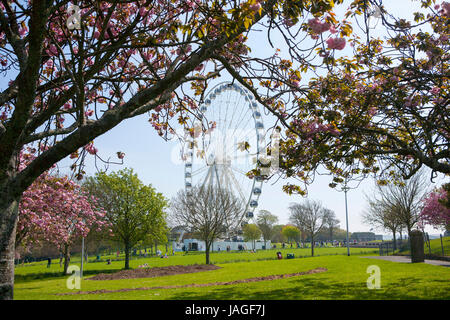 Das Riesenrad von Plymouth, eine 60-Meter-Riesenrad auf der Hacke, Plymouth, Devon, England, UK Stockfoto