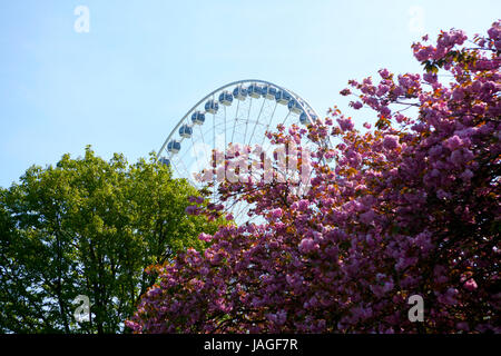 Das Riesenrad von Plymouth, eine 60-Meter-Riesenrad auf der Hacke, Plymouth, Devon, England, UK Stockfoto