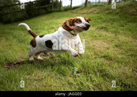 Basset im Garten Stockfoto