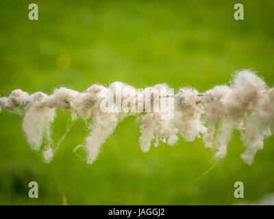 Schafwolle auf Stacheldrahtzaun gefangen Stockfoto
