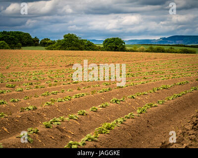 Kartoffelpflanzen im Feld, North Yorkshire, UK. Stockfoto