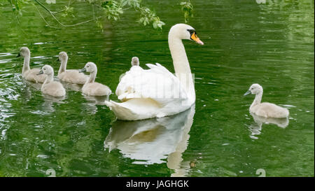 Ein Schwan und ihre sechs Cygnets auf Tom Thumb-See bei Eastbrookend Country Park Stockfoto