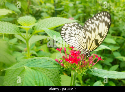 Baum Nymphe Schmetterling (Idee Leuconoe). Auch Reis-Papier, Papier-Kite genannt. Stockfoto