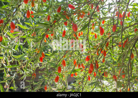 Goji-Beere Baum. China. Stockfoto