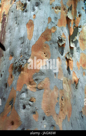 Nahaufnahme von mehrfarbigen Baumstamm Eukalyptus, Popran National Park, New-South.Wales, Australien Stockfoto