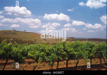 Reben wachsen in Petersons Winery, Mount View Road; Hunter Valley, New-South.Wales, Australien Stockfoto
