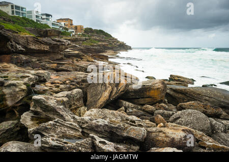 Aussicht von der Bronte, Bondi Küstenweg. Sydney Eastern Strände, NSW, Australien. Stockfoto