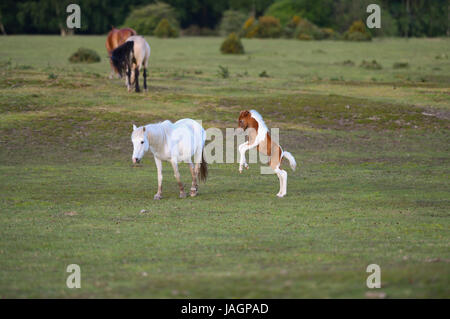 Ein junges Fohlen tanzt und springt Neben seiner Mutter im New Forest england Stockfoto