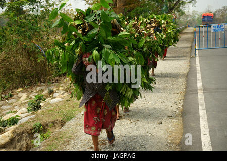 Frauen tragen schwerer Lasten aus Holz entlang der Straße westlich von Phuentsholing, Westbengalen, Indien Stockfoto