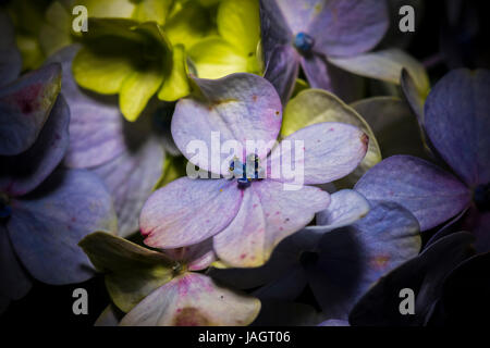 Nahaufnahme/Makro von Hydrangea Macrophylla Blume im Garten Stockfoto