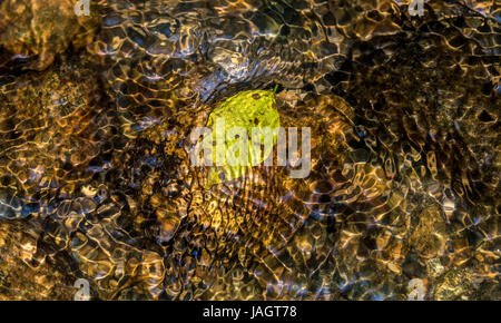 Ein getrocknetes Blatt schwimmt unter Wasser über Kies und Felsen in der kleine Bach durch den tiefen Wald in Masinagudi. Das Licht fällt auf die Welligkeit Stockfoto