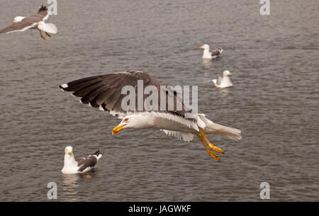 Silbermöwe im Flug über Linlithgow Loch Stockfoto