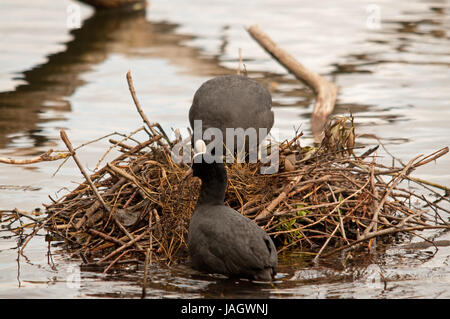 Paar Blässhühner Nestbau auf Linlithgow Loch Stockfoto