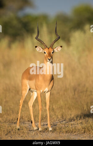 Männlichen Impala Ram in das Okavango Delta, Botswana, Moremi Game Reserve Stockfoto