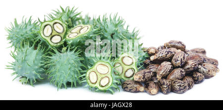 Trocken und Grün castor Beans auf weißem Hintergrund Stockfoto