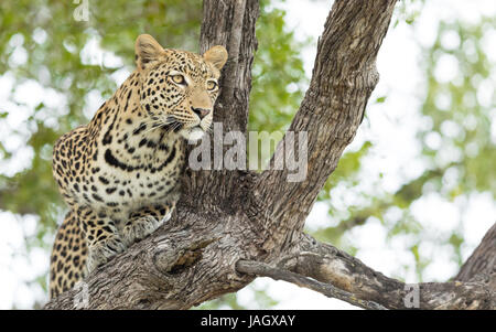 Junge männliche afrikanischen Leoparden in einem Baum in das Okavango Delta in Botswana Stockfoto