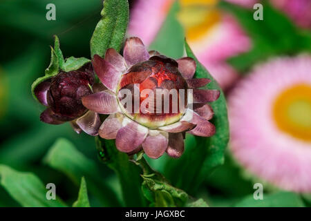 Nahaufnahme einer wunderschönen unbloomed bunte Xerochrysum Bracteatum Blume, allgemein bekannt als die goldene ewig oder Strawflower, ihre unverwechselbare fe Stockfoto