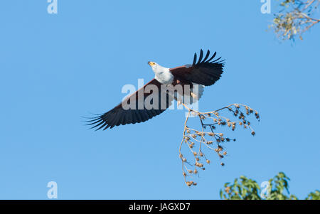 Afrikanischer Fisch-Adler fliegen mit Nistmaterial, Chobe River, Botswana Stockfoto