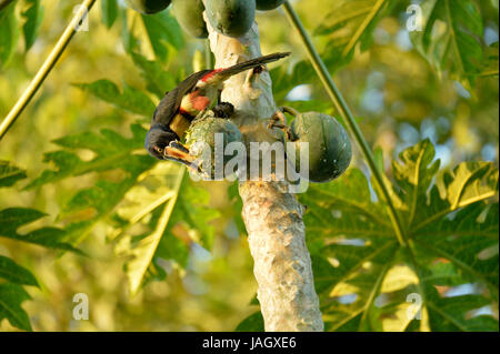 Collared Aracari (Pteroglossus Manlius) im Baum, die Fütterung auf Papaya Frucht, Costa Rica, März Stockfoto